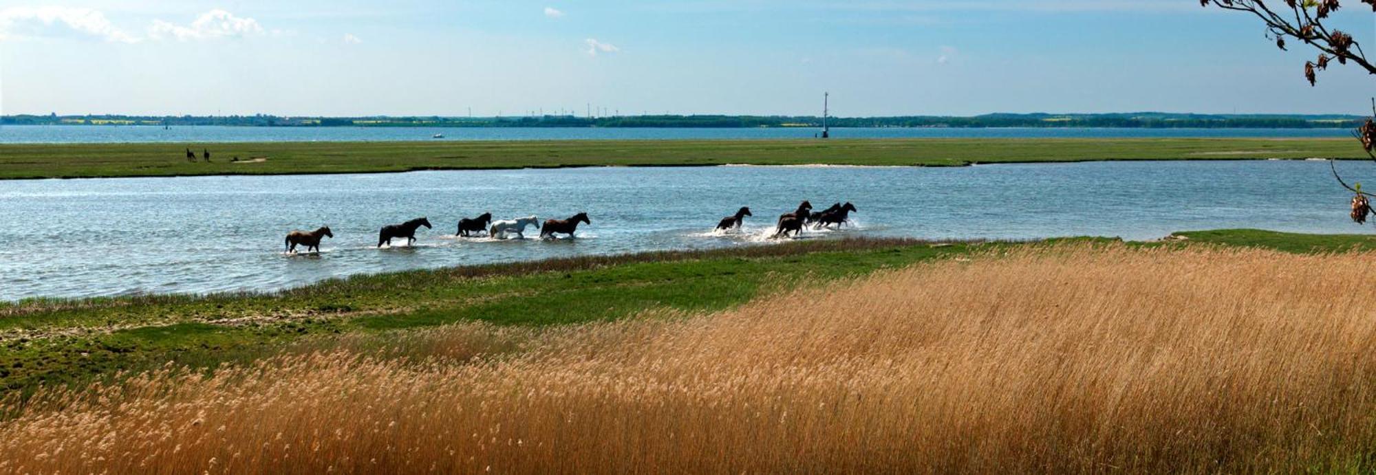 Insel-Idyll Sonnenschein Apartment Insel Poel Bagian luar foto